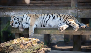 Yahoo lifestyle home