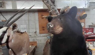 Florida's black bear hunt brings taxidermy demand to the Gulf Coast