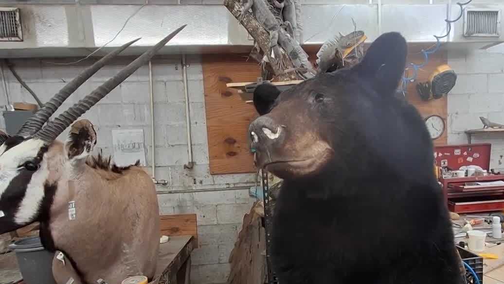 Florida's black bear hunt brings taxidermy demand to the Gulf Coast
