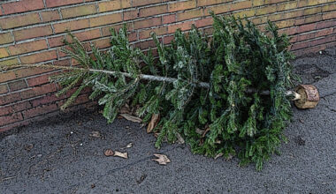 How St. Petersburg residents can dispose of Christmas trees this season