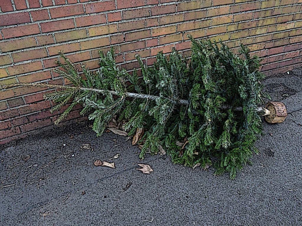 How St. Petersburg residents can dispose of Christmas trees this season