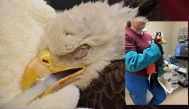 Cape Coral bald eagle recovers at CROW wildlife hospital after being found with broken wing