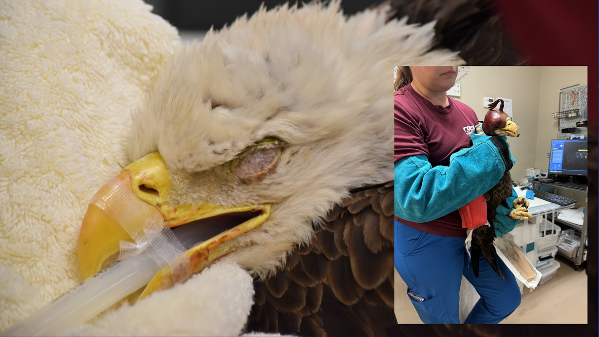 Cape Coral bald eagle recovers at CROW wildlife hospital after being found with broken wing