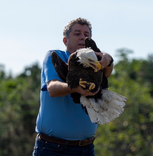 The formerly injured bald eagle is about to be tossed into the air for its release by Sentinel executive editor Roger Simmons. Instead of taking off to enjoy its freedom, it lands on the ground. Audubon officials said this sometimes happens with newly released eagles. (Courtesy Tim Barker)