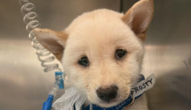 Puppy in critical condition after being abandoned in Largo, 11 other dogs improving