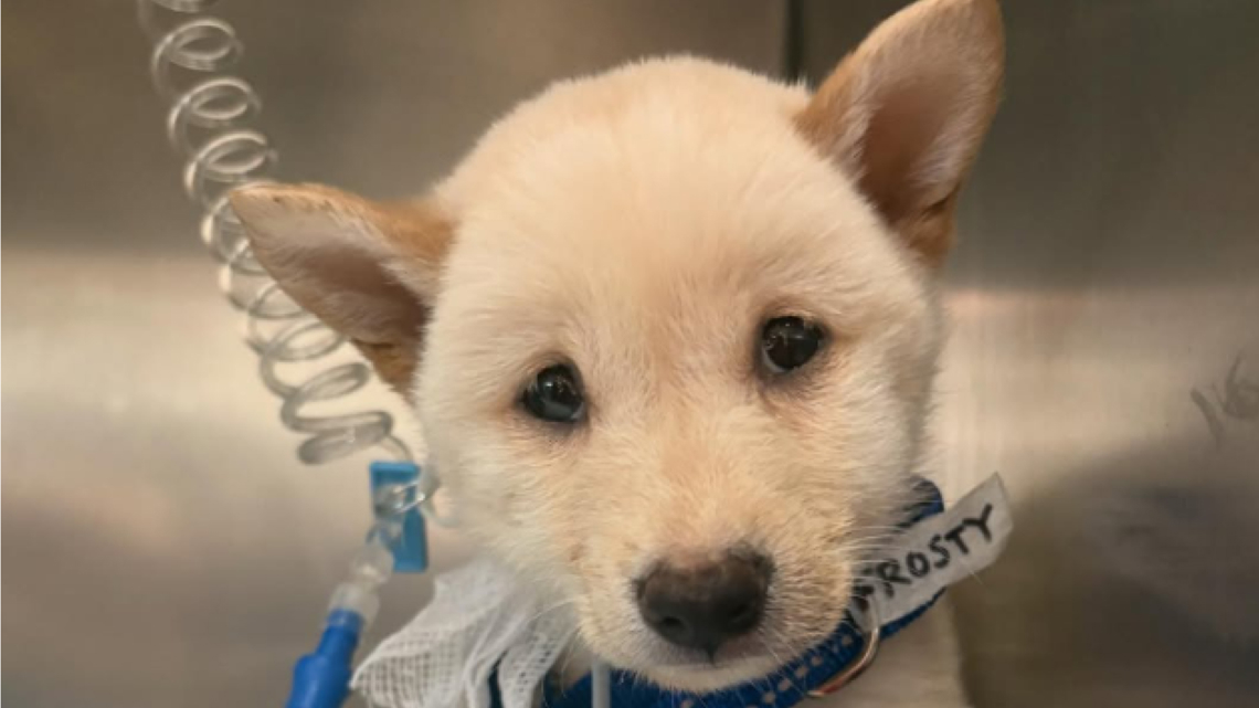 Puppy in critical condition after being abandoned in Largo, 11 other dogs improving