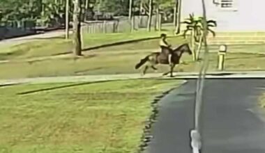 Horseback rider knocks down mailbox in unusual hit-and-run in Florida