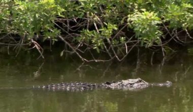 Alligator rescues, attacks and encounters in Central Florida