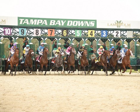 EHV-1 Positive Has Two Barns Quarantined at Tampa Bay
