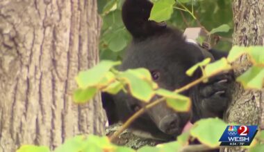 Florida's black bear hunt ends with few details revealed