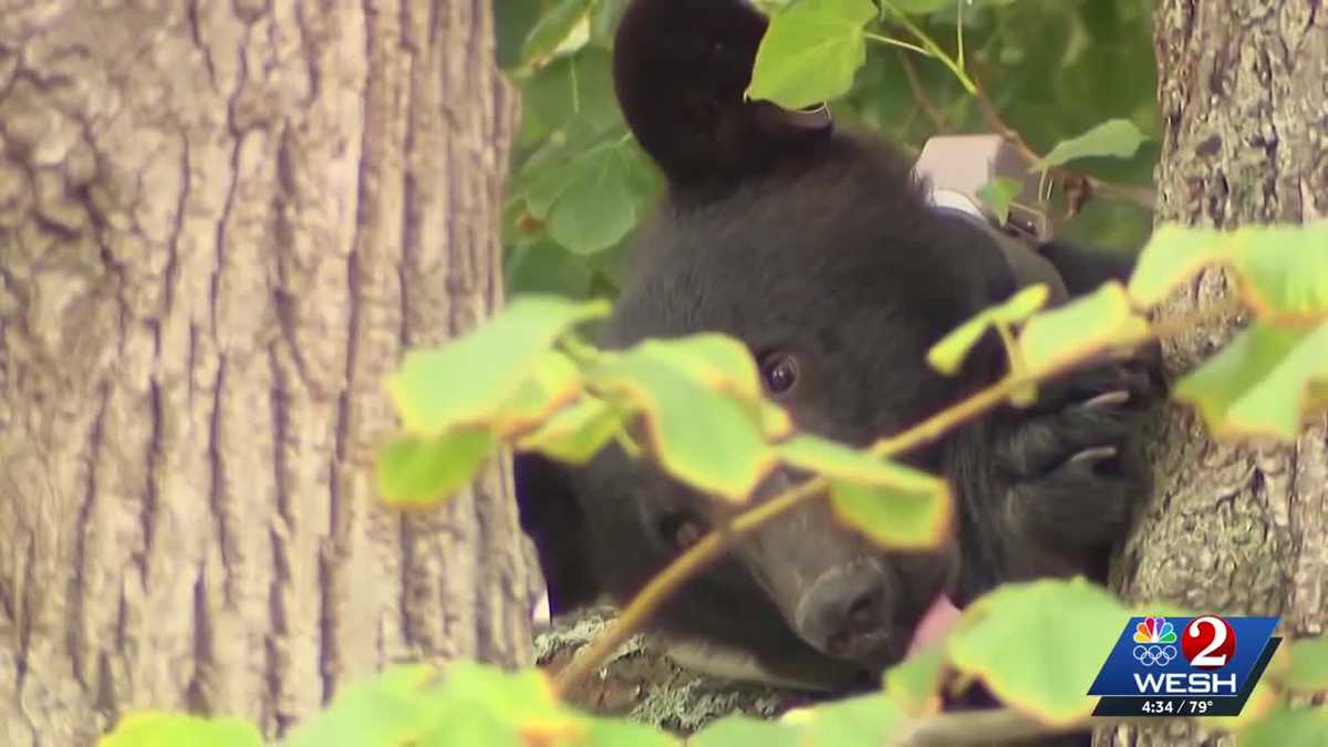 Florida's black bear hunt ends with few details revealed