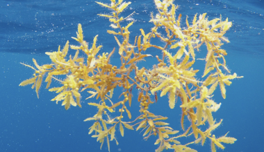 USF researchers find dramatic decline in some sargassum populations