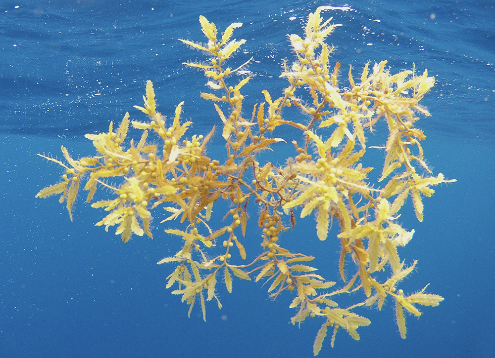 USF researchers find dramatic decline in some sargassum populations