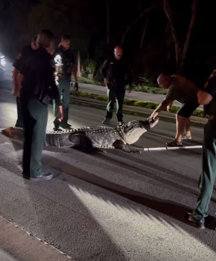 Florida deputies wrestling a 14-foot, 600-pound alligator on a street at night.