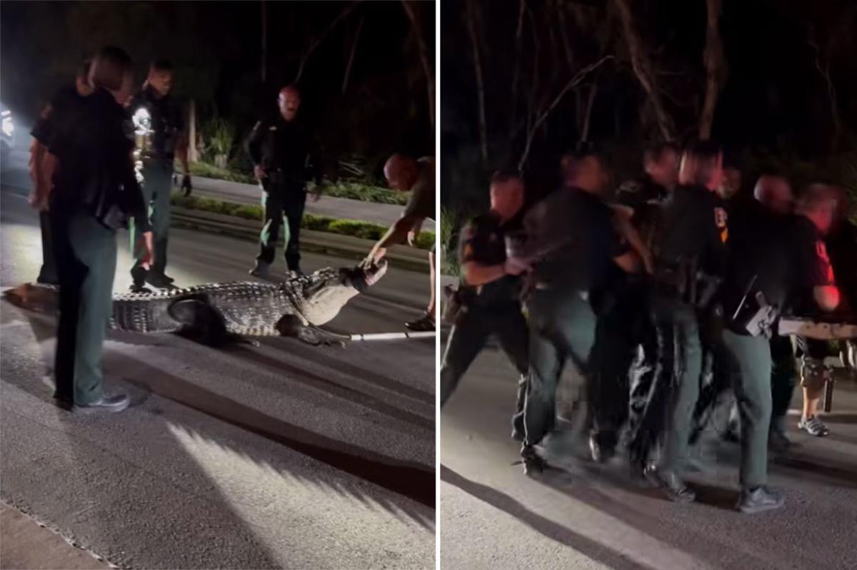 Florida police wrangle with massive 600-pound alligator in wild scene