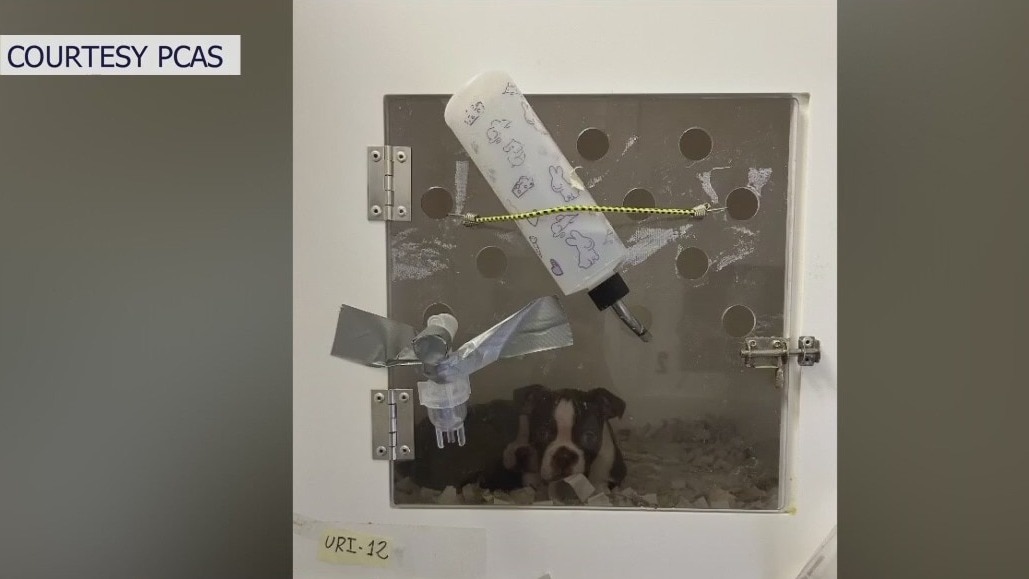 Calls for more retail pet store regulations