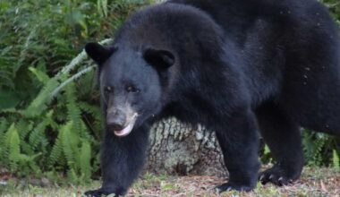 2025 Florida black bear hunt results released by FWC