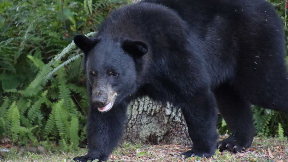 2025 Florida black bear hunt results released by FWC