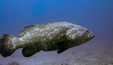 Florida waters to close to gray triggerfish and some grouper harvesting starting January 1