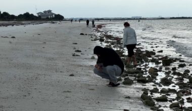 The shoreline at Honeymoon Island state park