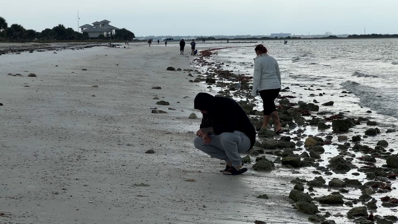 The shoreline at Honeymoon Island state park