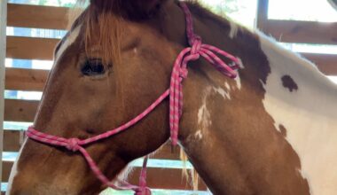 Case of infectious horse disease confirmed in Tampa Bay