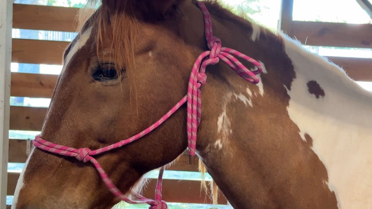Case of infectious horse disease confirmed in Tampa Bay