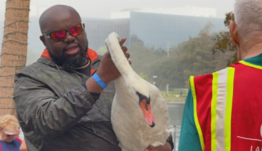 12 swans found dead at Lake Eola in Orlando, raising bird flu concerns – WFTV