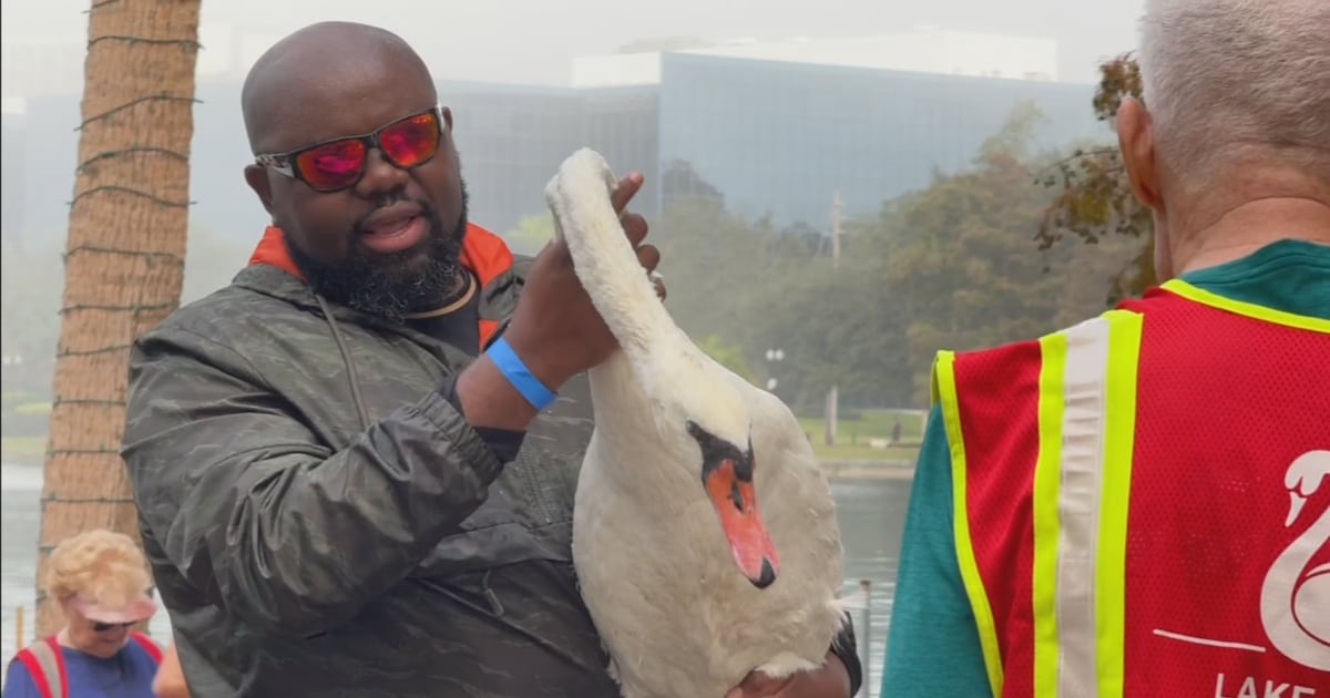 12 swans found dead at Lake Eola in Orlando, raising bird flu concerns – WFTV