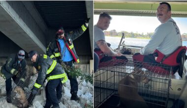 Dog trapped under SR-408 overpass rescued by Orlando Fire Department crews – WFTV
