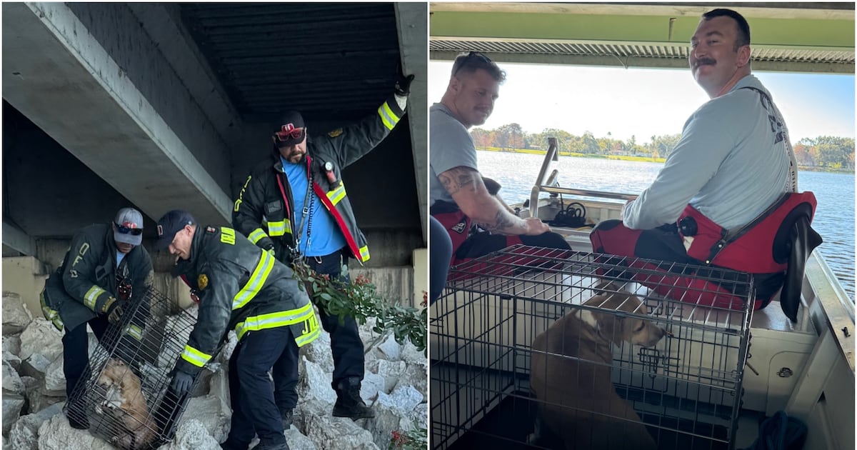 Dog trapped under SR-408 overpass rescued by Orlando Fire Department crews – WFTV