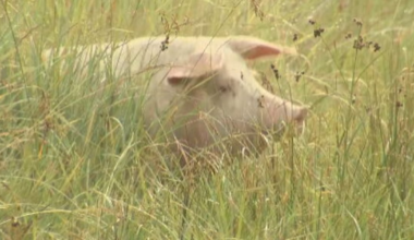 Local farm animal sanctuary gives pig a second chance at life – Action News Jax