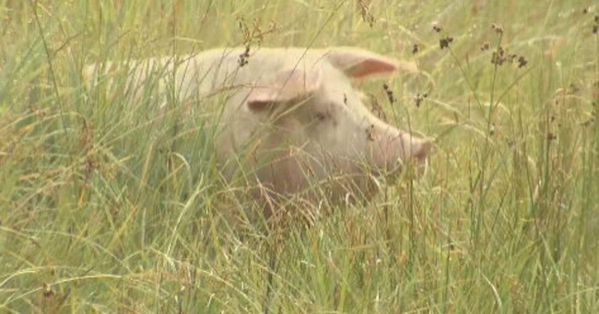 Local farm animal sanctuary gives pig a second chance at life – Action News Jax