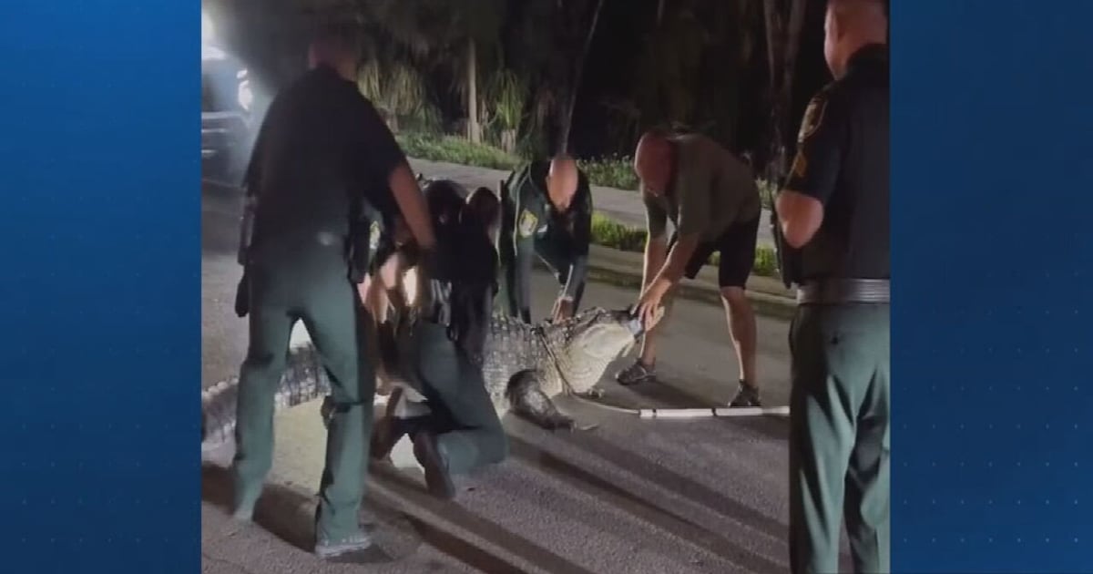 Florida deputies help wrangle 600-pound alligator – WFTV