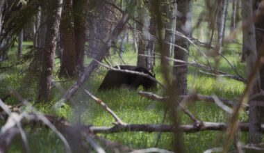 Final day of Florida’s first black bear hunt in a decade