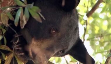 Florida’s first bear hunt in a decade kicks off over weekend – WFTV