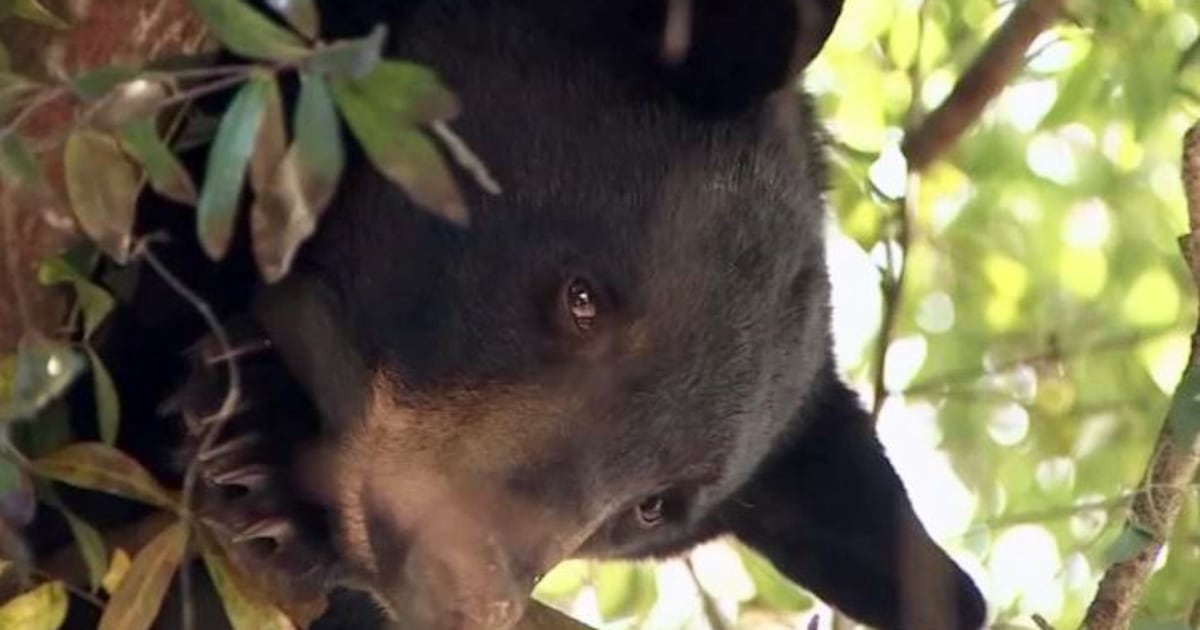 Florida’s first bear hunt in a decade kicks off over weekend – WFTV