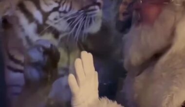 Santa Claus making early stop at Jacksonville Zoo’s ‘Very Merry Breakfast’ Dec. 20 – Action News Jax