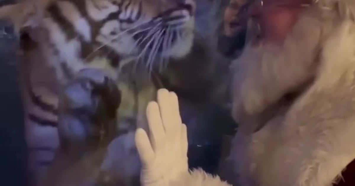 Santa Claus making early stop at Jacksonville Zoo’s ‘Very Merry Breakfast’ Dec. 20 – Action News Jax