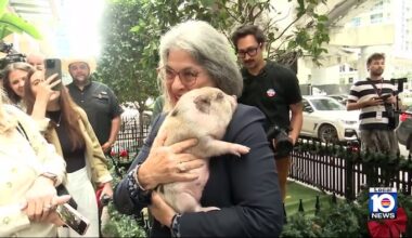 Miami-Dade mayor pardons ‘Noche Buena’ pig at restaurant in Brickell
