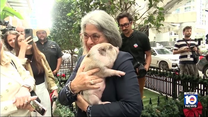 Miami-Dade mayor pardons ‘Noche Buena’ pig at restaurant in Brickell