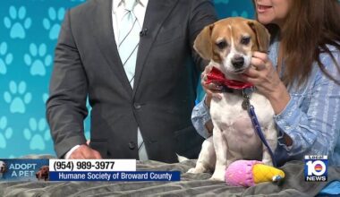 Humane Society of Broward seeks loving home for Simba, other furry friends before the holidays