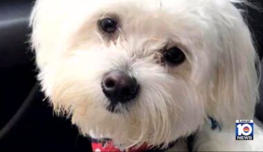 Pompano Beach family wants dog caught after attack kills beloved Maltese
