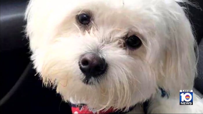 Pompano Beach family wants dog caught after attack kills beloved Maltese