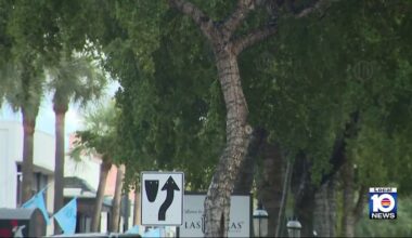 Fort Lauderdale commissioners to decide the future of trees along Las Olas