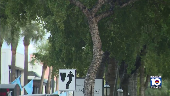 Fort Lauderdale commissioners to decide the future of trees along Las Olas