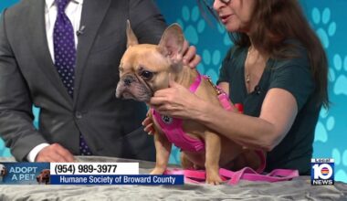 Humane Society of Broward seeks ‘furever’ home for Macy, other furry friends before the holidays