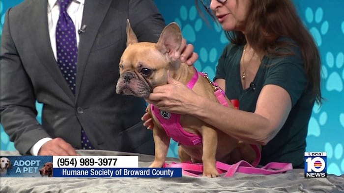Humane Society of Broward seeks ‘furever’ home for Macy, other furry friends before the holidays