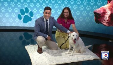 Humane Society of Broward County seeks loving home for Sophie, other furry friends