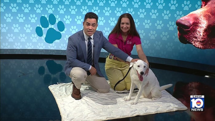 Humane Society of Broward County seeks loving home for Sophie, other furry friends